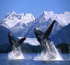 Whales in Alaska